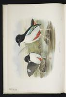 Ivory-breasted Pitta plate 7