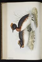 Horned Grebe, Grèbe esclavon, Zambullidor cornudo plate 390