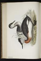 Red-necked Grebe, Grèbe jougris plate 389