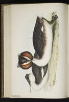 Great Crested Grebe plate 388