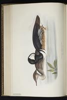 Hooded Merganser, harle couronné, Mergo cresta blanca plate 386