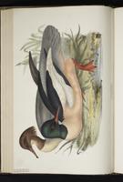 Common Merganser, grand harle, Mergo mayor plate 384