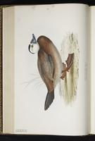 White-headed Duck plate 383