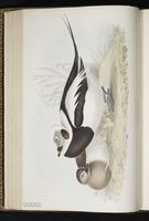 Long-tailed Duck, Oldsquaw, harelde kakawi, Pato cola larga plate 382
