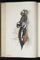 Harlequin Duck, arlequin plongeur, Pato arlequín plate 381