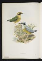 Bar-bellied Pitta plate 6