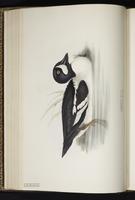 Barrow's Goldeneye, garrot d'Islande plate 380