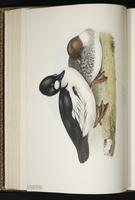 Common Goldeneye, garrot à oeil d'or, Pato chillón plate 379