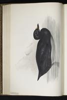 Black Scoter, macreuse noire, Negreta negra plate 378