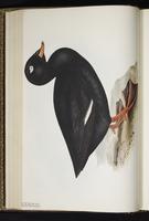 Velvet Scoter, White-winged Scoter, macreuse brune, Negreta ala blanc plate 377