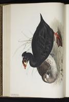 Surf Scoter, macreuse à front blanc, Negreta nuca blanca plate 376