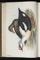 King Eider, eider à tête grise plate 375