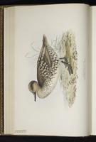 Marbled Duck plate 373