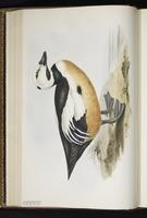 Steller's Eider, eider de Steller plate 372