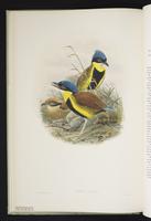 Gurney's Pitta plate 5