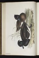 Tufted Duck, fuligule morillon plate 370
