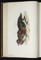 Ferruginous Duck plate 368