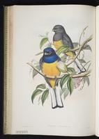 Orange-bellied trogon plate 25
