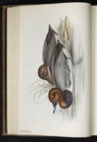 Common Pochard plate 367