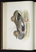 Gadwall, canard chipeau, Pato friso plate 366