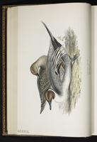 Northern Pintail, canard pilet, Pato golondrino plate 365