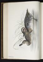 Garganey, Cerceta ceja blanca, sarcelle d'été plate 364