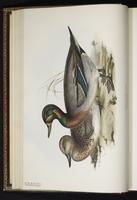 Baikal Teal plate 363