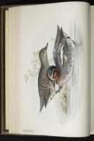 Eurasian Teal, Green-winged Teal, Cerceta ala verde, sarcelle d'hiver plate 362