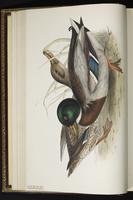 Mallard, canard colvert, Pato de collar plate 361