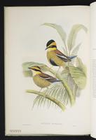 Pitta guajana schwaneri plate 4
