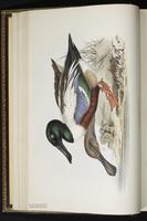 Yellow-browed Warbler plate 360