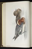 Eurasian Wigeon, canard siffleur, Pato silbón plate 359