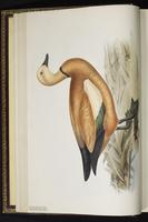 Ruddy Shelduck, canard des Bahamas plate 358