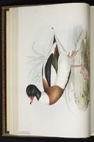 Common Shelduck, tadorne de Belon plate 357