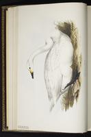 Tundra Swan, Cisne de tundra, cygne siffleur plate 356