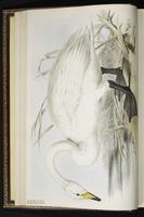 Whooper Swan plate 355