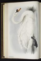 Mute Swan. cygne tuburculé plate 354