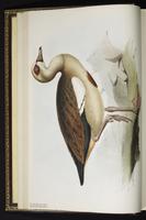 Egyptian Goose plate 353