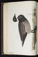 Brant, Brant Goose, Brent Goose, bernache cravant, Ganso de collar plate 352