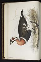 Red-breasted Goose plate 351