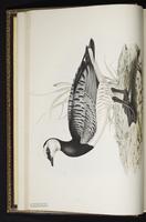 Barnacle Goose, bernache nonnette plate 350