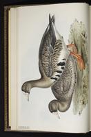 Greater White-fronted Goose, Ganso careto-mayor, oie rieuse plate 349