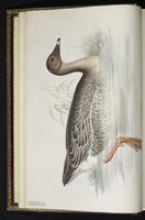 Bean Goose, oie des moissons plate 348