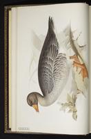 Greylag Goose plate 347