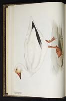 Blue Goose, Snow Goose, Ganso blanco, oie des neiges, plate 346