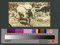 Longhorn, 101 Ranch
