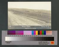 Wheat Fields - Dallas, South Dakota