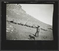 Round-Up, Herding Sheep