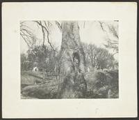 Ground Level Close-Ups of Trees - Douglas County, Kansas