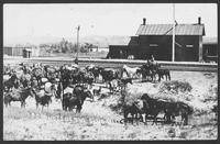 Products of the Sand Hills